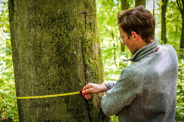 Man measures tree